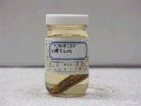 藏品(黑體網鳚)的圖片